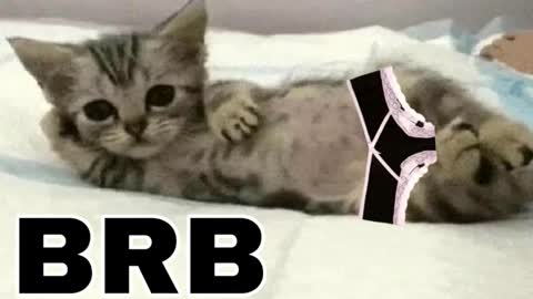 miko3 online show from December 14, 8:47 pm