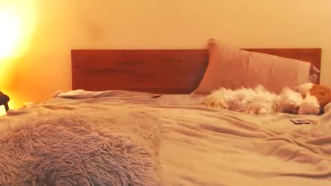 Andra online show from February 17, 12:59 pm