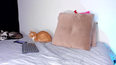 Snapshot of bella_jone chatting on February 10, 12:52 am isabella online show from February 10, 12:52 am