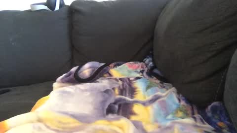     online show from September 22, 7:34 pm