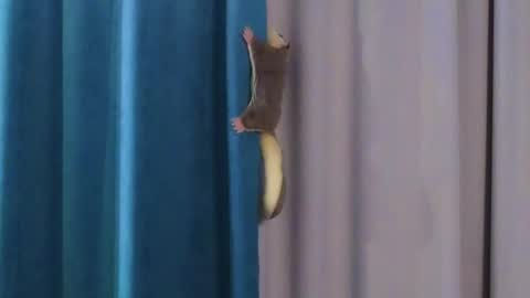 Viola online show from October 20, 12:30 pm