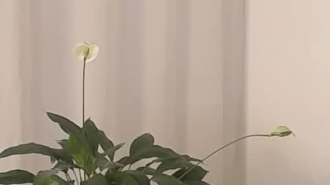 Help me with rate thanks  online show from March 2, 4:39 am