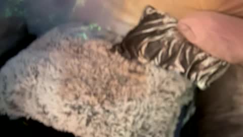 Kissah Kreampuff online show from December 29, 8:11 am