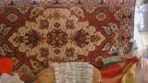 Elis online show from January 13, 12:31 pm