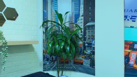 Kitten online show from March 7, 10:24 am