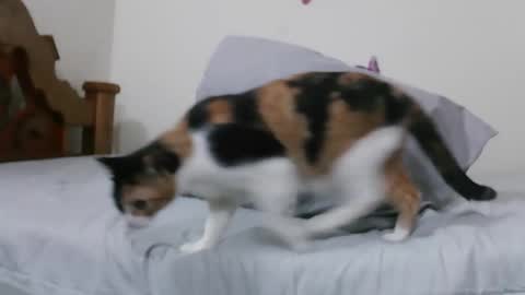 Rose online show from March 9, 3:42 am