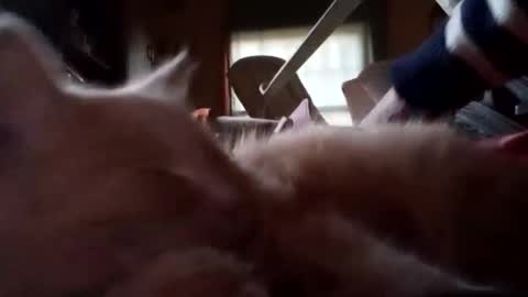 shanelle9270 online show from November 17, 9:48 pm