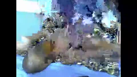 Kittle online show from November 4, 6:13 pm