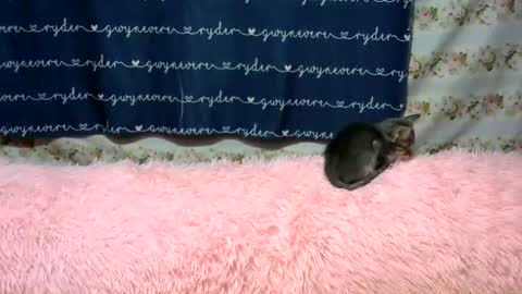 sweetnipples1987 online show from June 14, 7:47 pm