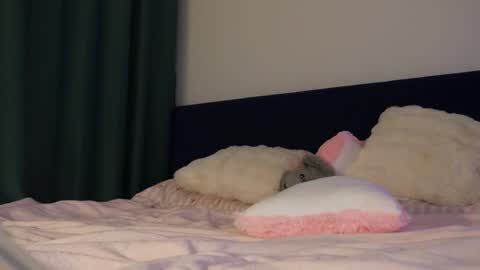 wladilia online show from February 16, 10:09 pm