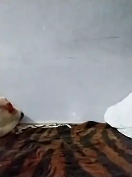 nayakaA7 online show from November 7, 8:03 pm