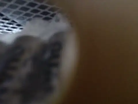 lovense test04 online show from October 31, 9:24 am