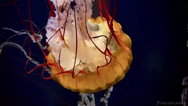 streamy test11 online show from December 23, 10:08 am