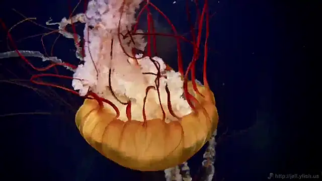 streamy test11 online show from October 30, 3:35 pm