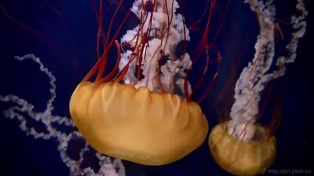 streamy test11 online show from September 15, 11:07 am