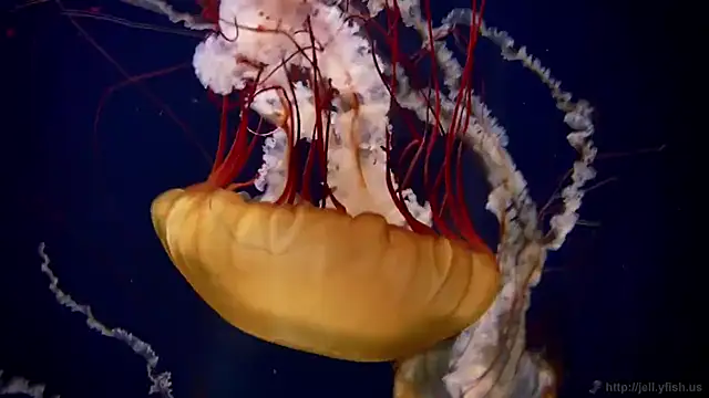 streamy test12 online show from November 3, 11:58 am