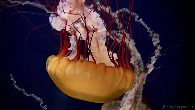 streamy test12 online show from October 23, 2:12 pm