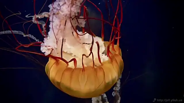 streamy test12 online show from November 27, 3:37 pm