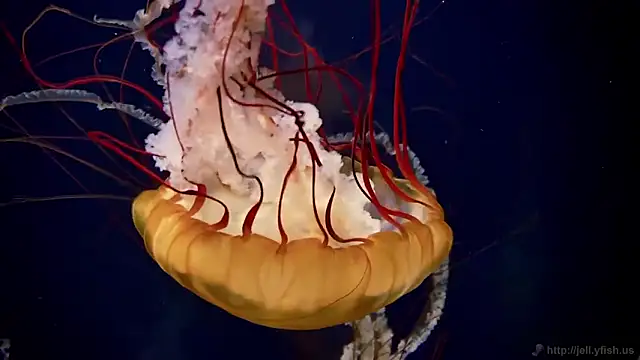 streamy test12 online show from February 5, 10:51 am