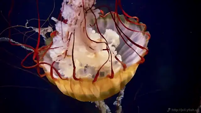 streamy test12 online show from September 12, 8:34 am