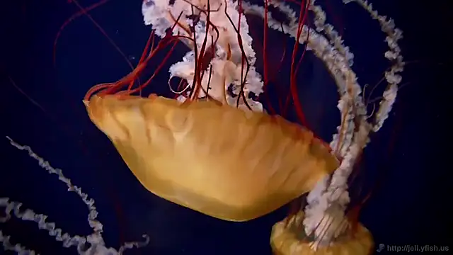 streamy test13 online show from September 22, 5:55 pm