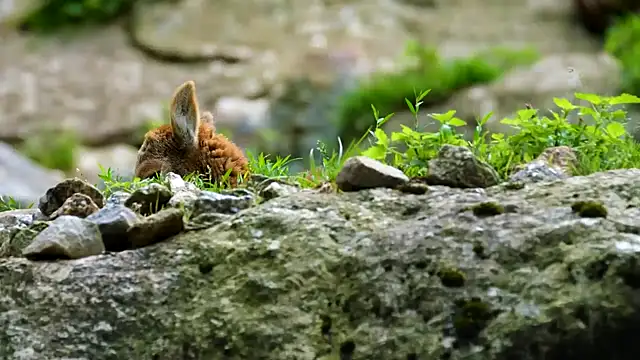 streamy test13 online show from October 21, 12:31 pm