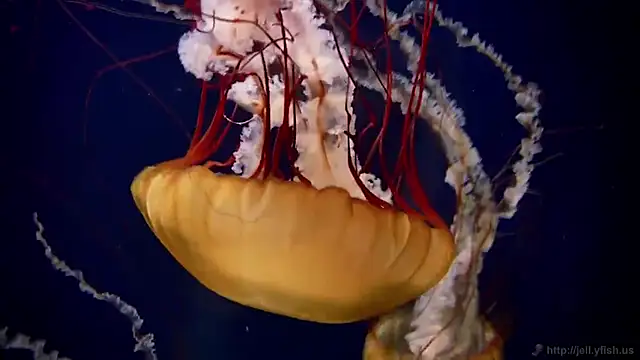 streamy test15 online show from March 26, 7:43 am