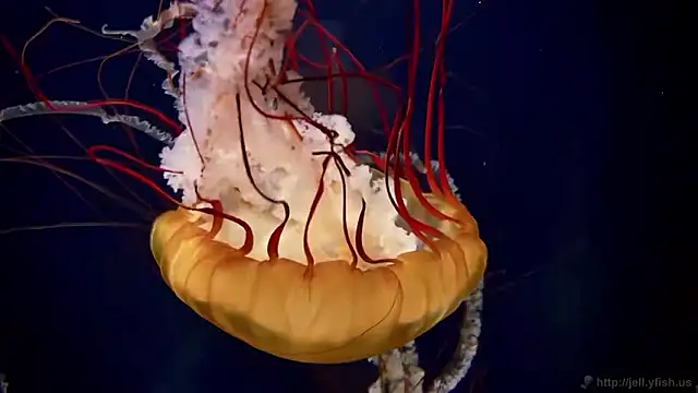 streamy test15 online show from April 16, 2:28 pm