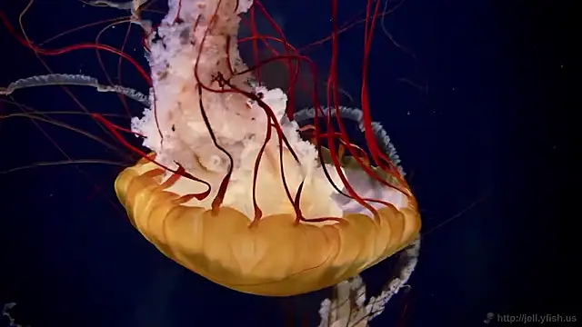 streamy test15 online show from November 24, 12:18 pm