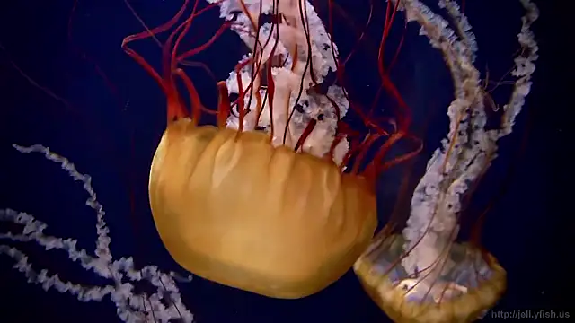 streamy test15 online show from December 15, 2:22 pm