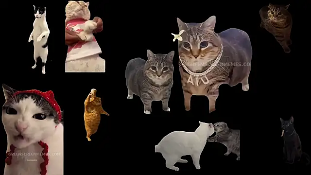 ch0wn m online show from October 24, 10:44 am