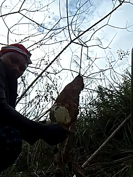 Bibilenu online show from November 16, 2:46 am