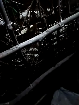 Sapna cutt online show from October 19, 3:36 pm