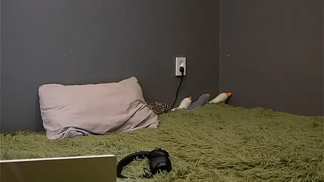 Softixq online show from November 26, 4:41 pm