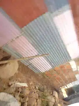 Soymaia online show from January 15, 7:20 pm