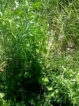 Sunenabhabh online show from March 4, 8:10 am