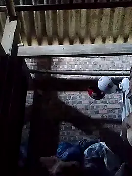 Linka998 online show from March 2, 2:00 am