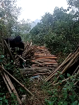 nelina 12345 online show from April 15, 11:16 pm